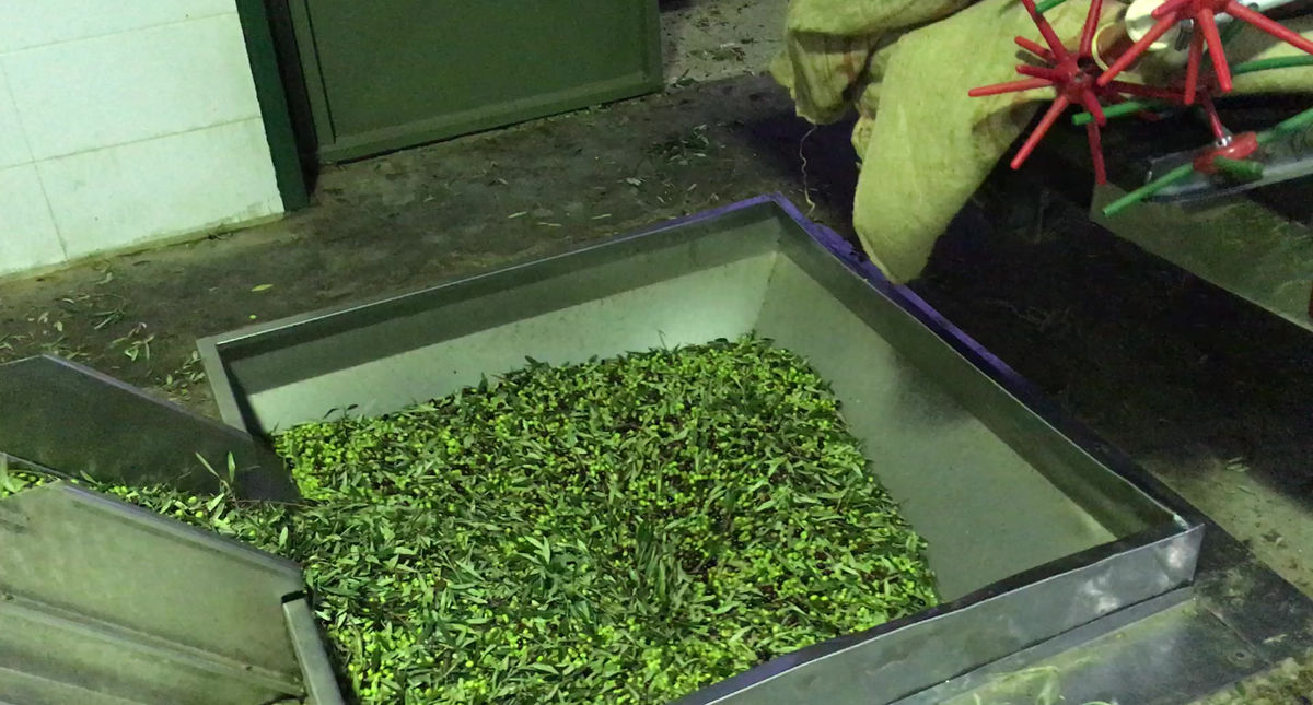 arrivée à la coopérative pour lavage